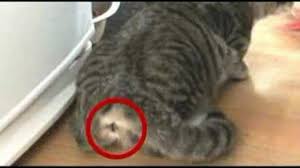 Check spelling or type a new query. Cat Spraying Female Cat In Heat At Onision S House Youtube