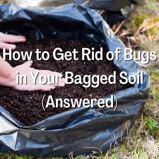 get rid of bugs in your bagged soil