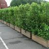 Choose a couple of your favorite evergreen varieties. 1