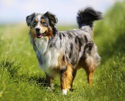 Everything You Need To Know About Border Collie Colors And