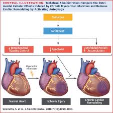 N the changes that may be. Trehalose Induced Activation Of Autophagy Improves Cardiac Remodeling After Myocardial Infarction Journal Of The American College Of Cardiology