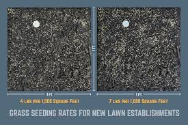 Grass Seeding Rates For New Lawn