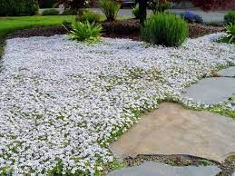 Optimal Use Of Ground Cover In Landscaping
