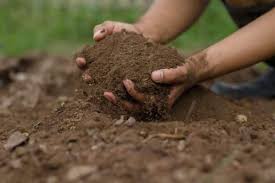 pure garden soil gkg farm cebu ph