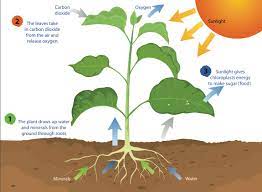 What Is Photosynthesis Smithsonian