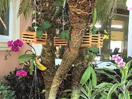 A 20% mix 'n match discount is given on 10 or more of same length. How To Grow Orchids In Wood Baskets With Pictures Sundaze Saltair