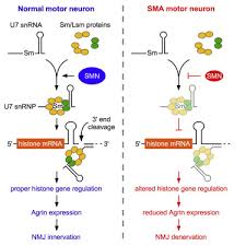 smn controls neuromuscular junction