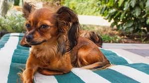top 20 smallest dog breeds forbes