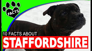 staffordshire bull terrier fun facts