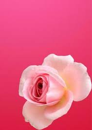 rose thank you stock photos images and