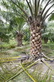 Palm Tree Pruning How And When To