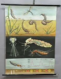 Details About Pull Down Vintage Wall Chart Mosquito Culicidae Insect Grub Jung Koch Quentell