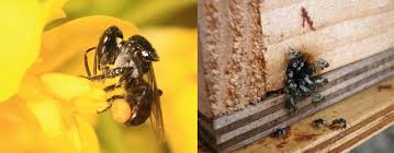 During that process, they pollinate the plants. What Makes Stingless Bee Honey More Valuable Than Normal Honey