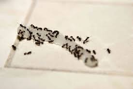 how to get rid of stinky odorous house ants