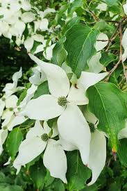 Maybe you would like to learn more about one of these? 15 Of The Best White Flowering Trees For Your Landscape