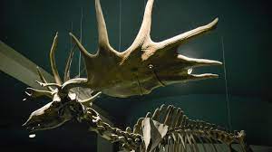 It Had the Biggest Antlers Ever Found ...