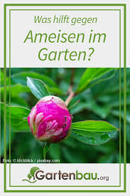 Ameisen sind zwar durchaus nützlich für das ökosystem, aber mehr als lästig auf dem balkon, im garten oder gar in der wohnung. Ameisen Im Garten Was Hilft Gegen Ameisen Im Aussenbereich Sind Ameisen Im Garten Schadlinge Alle Antworten Ameisen Im Garten Was Hilft Gegen Ameisen Ameisen