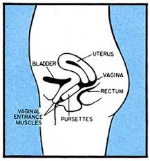 You will need to pull out the actual tampon probably, not just the string. How To S Wiki 88 How To Use Tampons Diagram