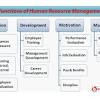 The human resource function