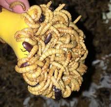 quality mealworms organically raised