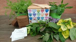 Herbal Tea Garden Gardening Seed Kit