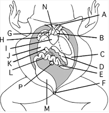 Bullfrog dissection labeled frog dissection worksheet frog dissection diagram and labeling free 612425. The Frog S Internal Organs Are Exposed Below Label The Following Diagram Each Letter With Correct Name Study Com