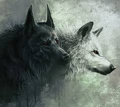 white wolf wolf hd wallpaper peakpx