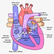 diagram of the human heart anatomy of