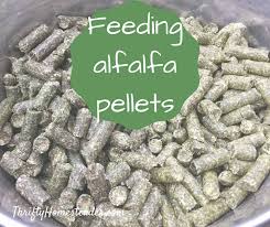 feeding alfalfa pellets to goats