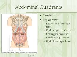The abdomen is subdivided into four quadrants and nine areas. Surface Anatomy Vessels Muscles And Peritoneum Ppt Video Online Download