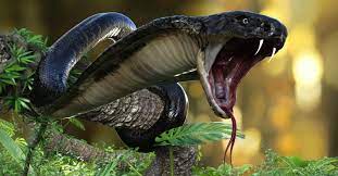 10 incredible king cobra facts no