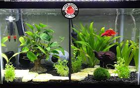 A tank divider splits your tank into two or more partitions so you can have two aggressive fish coexist together without fighting to the death. 10 Gallon Tank Dividers Lifewithpets