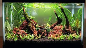 It literally comes with everything you need to get started. Easy Low Budget 10 Gallon Aquascape Update Youtube