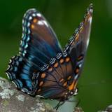What is the most common butterfly in Ontario?