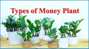 Money Plant For Wealth And Good Vibes
