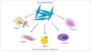 The therapeutic potential of stem cells   Philosophical     ResearchGate 