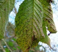 Conditions favorables à la moniliose. Maladies Et Ravageurs Du Cerisier Le Potiblog Jardin Bio