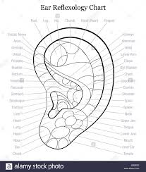 Ear Reflexology Chart With Accurate Description Of The