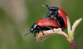 how fast do dermestid beetles reproduce