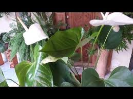 O que é spathiphyllum e como cuidar. Anturio Branco Adubacao De Cobertura Poda Youtube Anturio Branco Adubacao Jardinagem