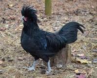 Image result for Crevecoeur Chickens For Sale