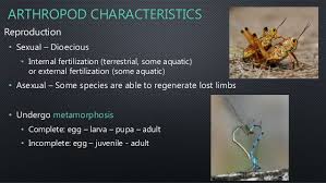 Phylum Arthropoda Characteristics