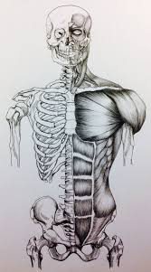 For every skeletal muscle in the human body there is an identical one on the other side. Anatomia Osseo E Muscular Vista Frontal Human Anatomy Art Human Anatomy Drawing Anatomy Art