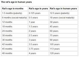 Rat To Human Age Conversion Chart Rats Life Expectancies