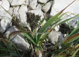 Scheda IPFI, Acta Plantarum Carex_parviflora