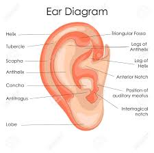 Medical Education Chart Of Biology For Human Ear Diagram Vector