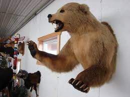 Real Taxidermy Kodiak Brown Grizzly