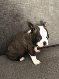Maybe you would like to learn more about one of these? Boston Terrier Dog Shipping Rates Services