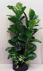 Vendita online pianta convallaria ha rizomi carnosi ed ognuno di essi produce due foglie lanceolate. Piante Da Appartamento Con Foglie Grandi