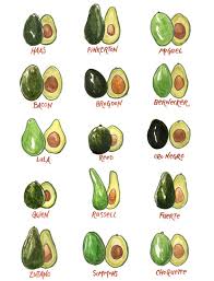 Avocado Varieties A Brief Guide To Some Of The Most Loved